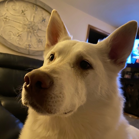 Meet your Posher, Deanna - Picture 6 of 16